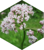 Valerian Root