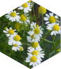 Chamomile